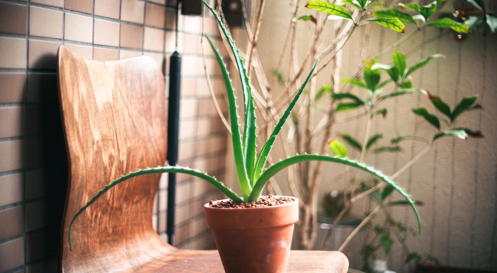 5 plantas útiles para tu hogar